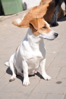 /album/foto/cara-tehule-jpg1/